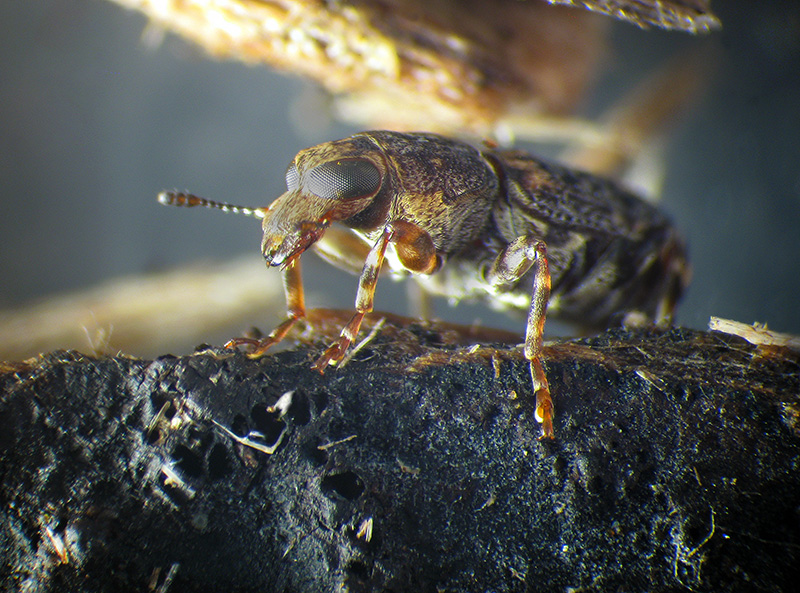 Anthribidae